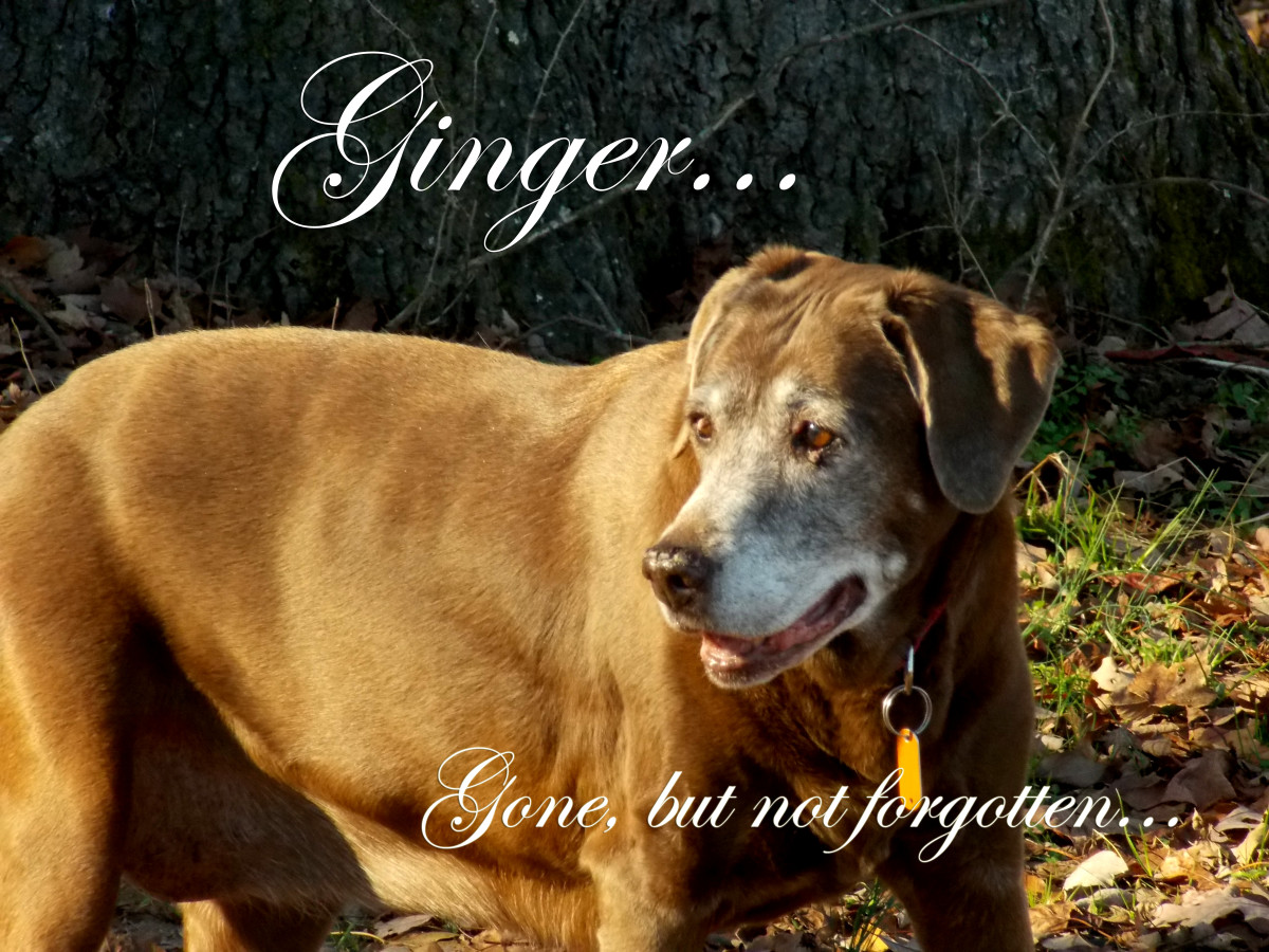 Ginger lányom: eltűnt, de nem felejtett el.