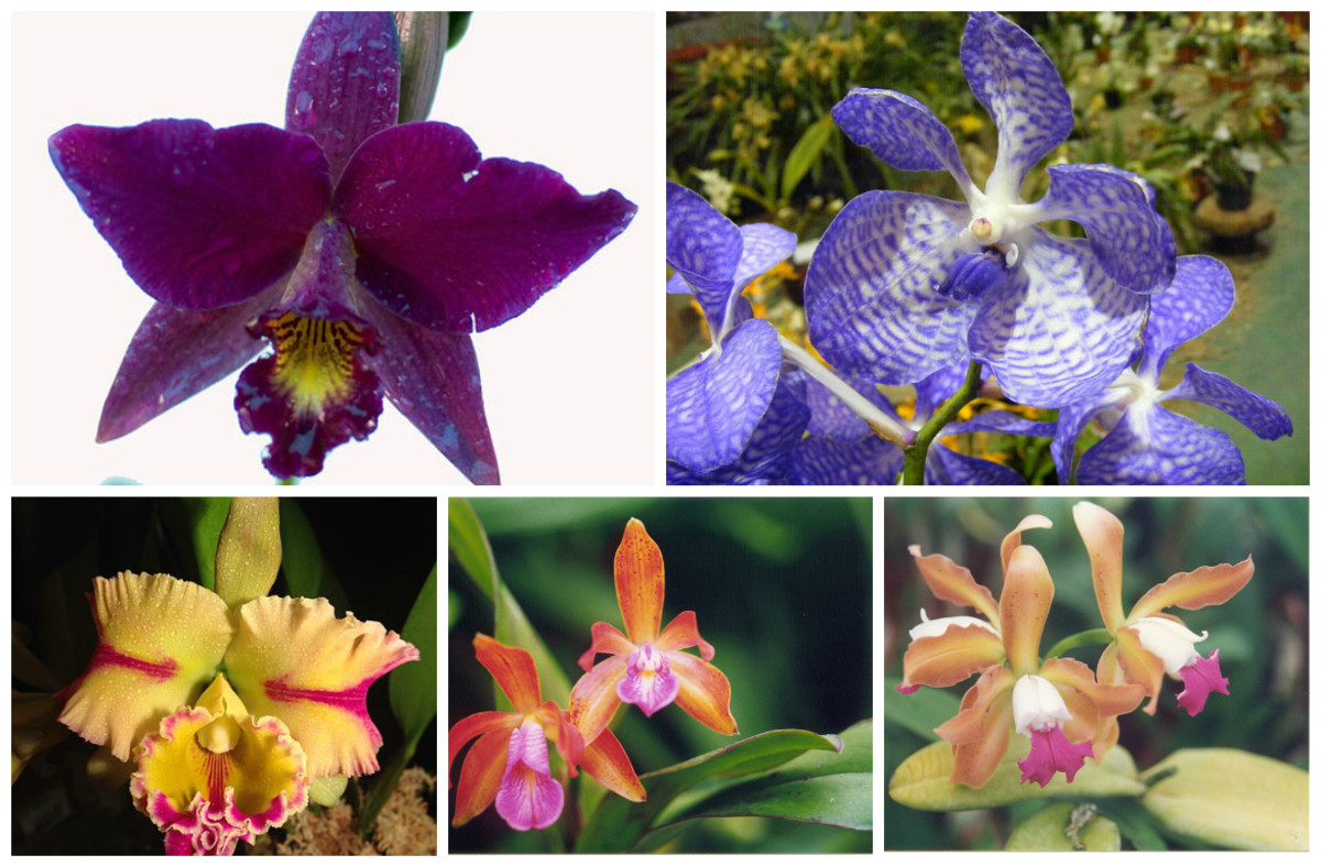 orkide-tatoveringer-og-betydninger-orkide-tatovering-design-og-ideer