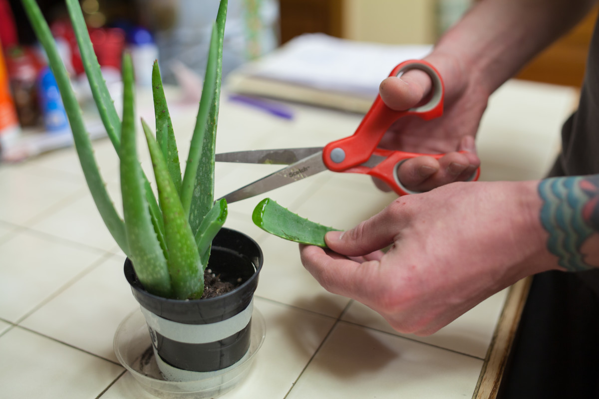 Trinn 1: Bruk saks til å kutte av en 1 til 2 tommers del av den friske aloe -planten.