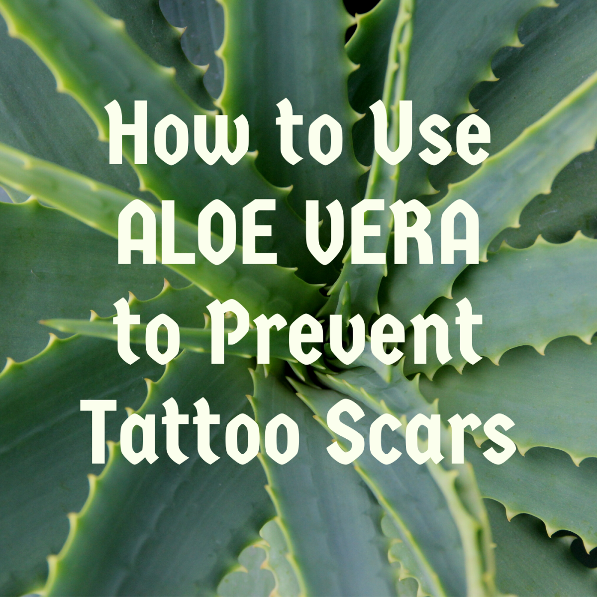 Er det trygt å bruke aloe vera for å behandle tatovering?